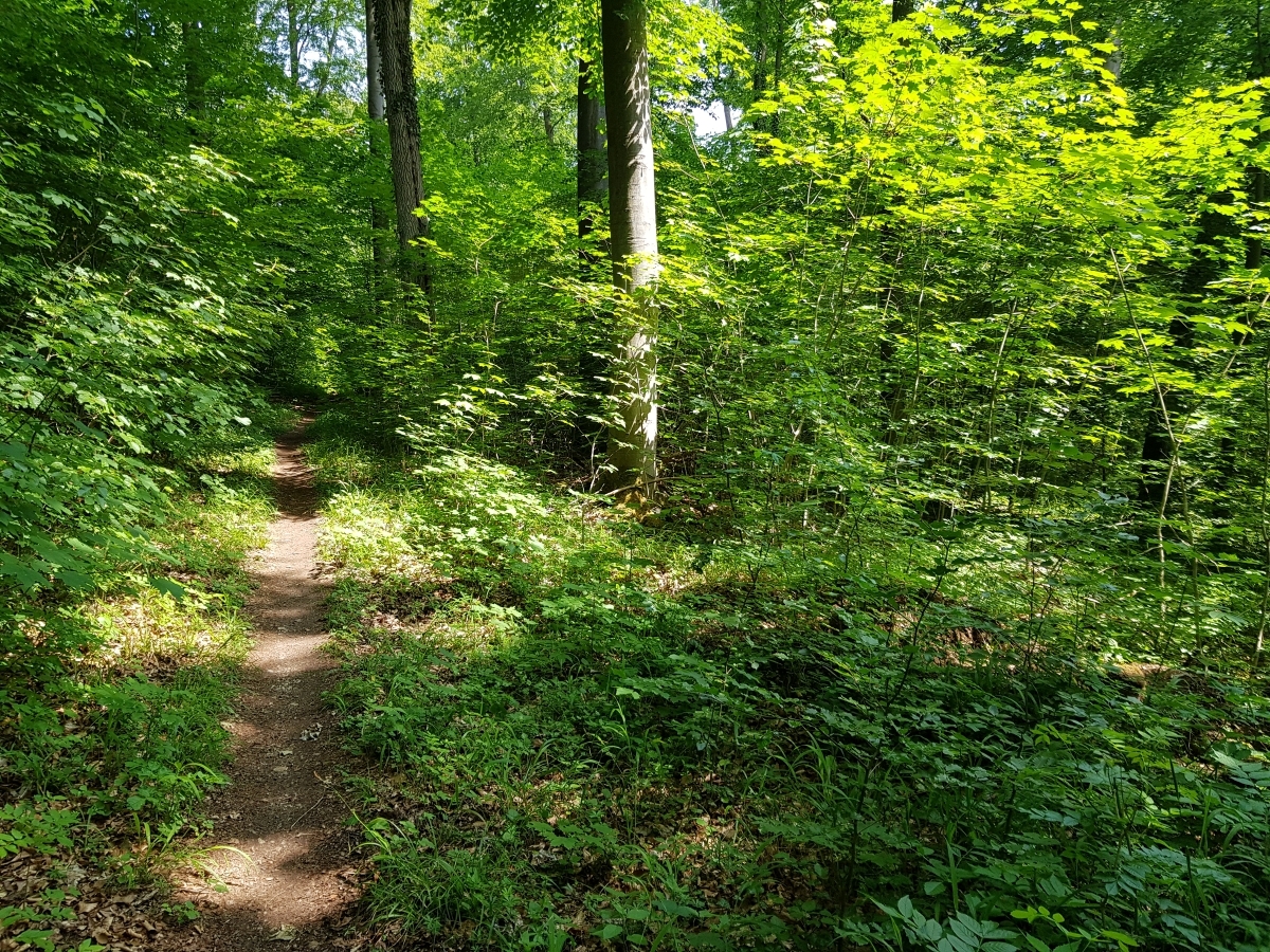 "nevo Walk-and-Share als Einladung zur Reflexion: Schritt für Schritt zu mehr
                Klarheit"